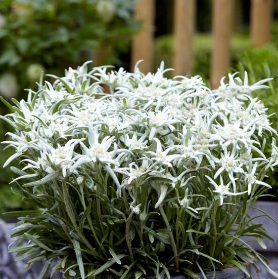 Alpu ēdelveiss “May Snow”